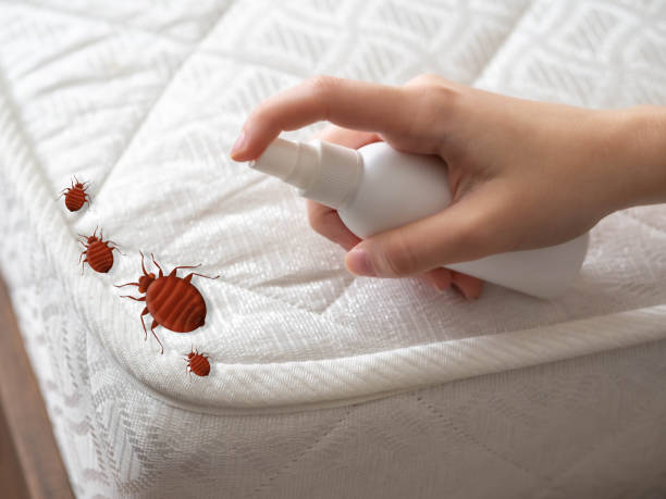 Best Residential Pest Control  in Brewerton, NY